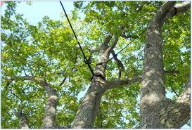 Charleston Tree Experts