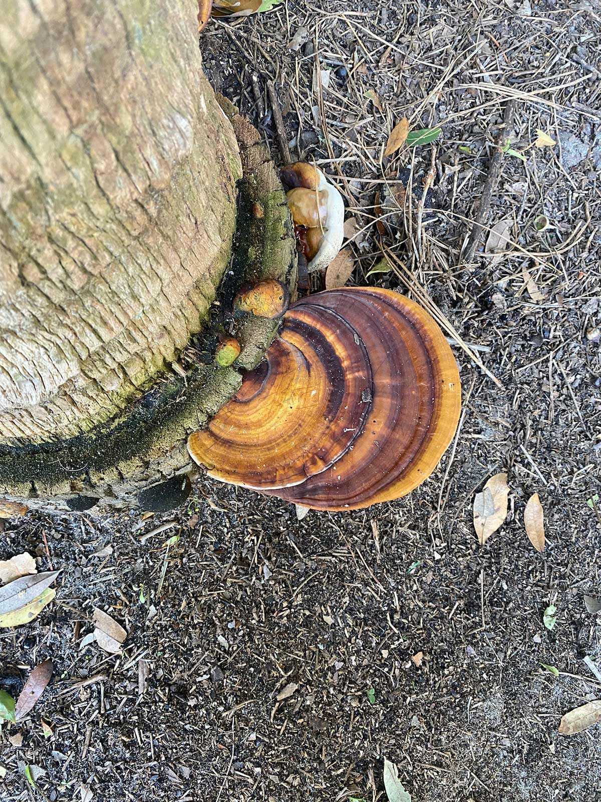 Ganoderma